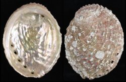 Haliotis kamtschatkana