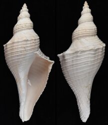 Hemifusus colosseus