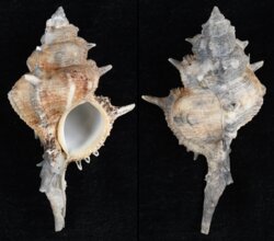 Siratus pliciferoides