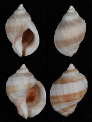Nucella lapillus 'bizonalis'
