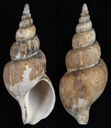 Japelion adelphicus