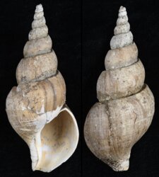Japelion adelphicus