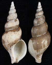 Japelion adelphicus