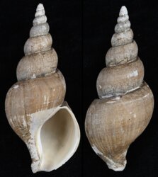 Japelion adelphicus