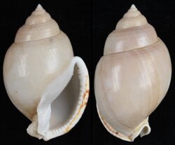 Semicassis bulla