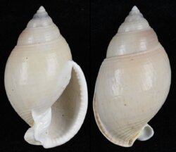 Semicassis bulla