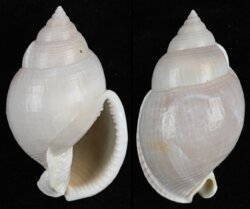 Semicassis bulla