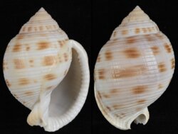 Semicassis bisulcata fma diuturna