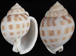 Semicassis bisulcata fma japonica