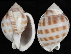 Semicassis bisulcata fma japonica