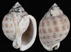 Semicassis bisulcata fma japonica