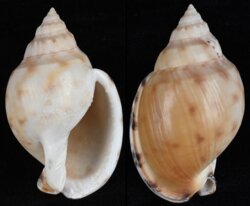 Semicassis inornata