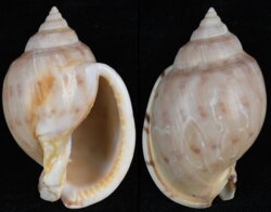 Semicassis inornata