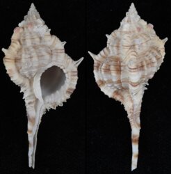 Vokesimurex dolichourus