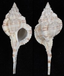 Vokesimurex dolichourus