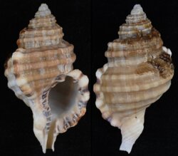 Cymatium parthenopeum echo