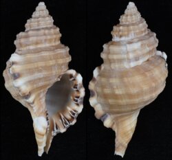 Cymatium parthenopeum echo