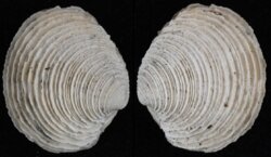 Venus cassinaeformis