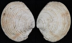 Venus cassinaeformis