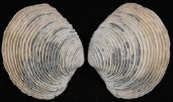 Venus cassinaeformis