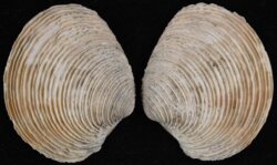 Venus cassinaeformis