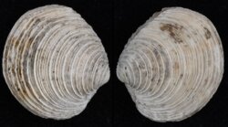 Venus cassinaeformis