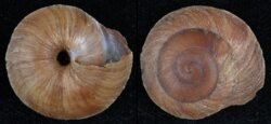 Caracolus carocolla