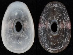 Amblychilepas javanicensis