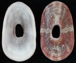 Amblychilepas javanicensis