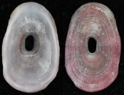 Amblychilepas javanicensis