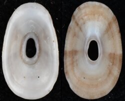 Amblychilepas javanicensis