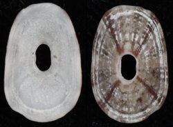 Amblychilepas javanicensis