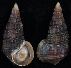 Terebralia sulcata