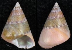 Cantharidus japonicus