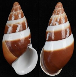 Dolichostyla virgata