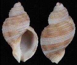 Nucella lima