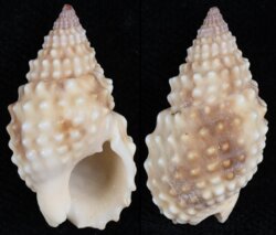 Nassarius papillosus