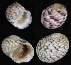 Nerita versicolor PAIR