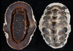 Acanthopleura granulata