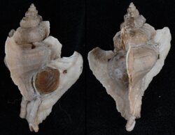 Pteropurpura plorator