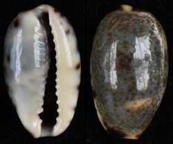 Melicerona felina felina