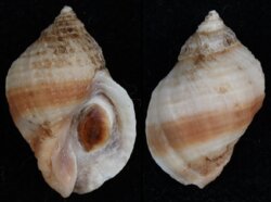 Nucella lapillus