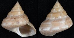 Calliostoma consors