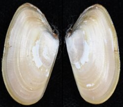 Donax trunculus