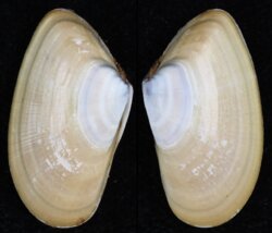 Donax trunculus