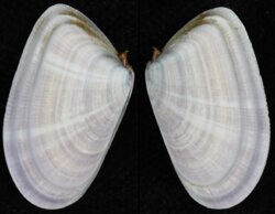 Donax trunculus