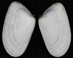 Donax trunculus