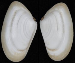 Donax trunculus