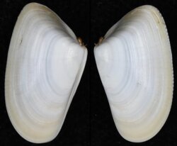 Donax trunculus