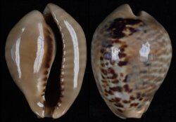 Muracypraea mus mus